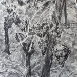 Ingrid Struijs, 'Druiven 4' houtskool tekening, 2021
